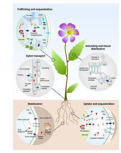 Metallhomöostase Metallhomöostase