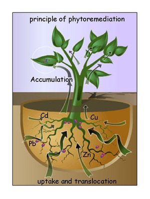 Phytoremediation Phytoremediation